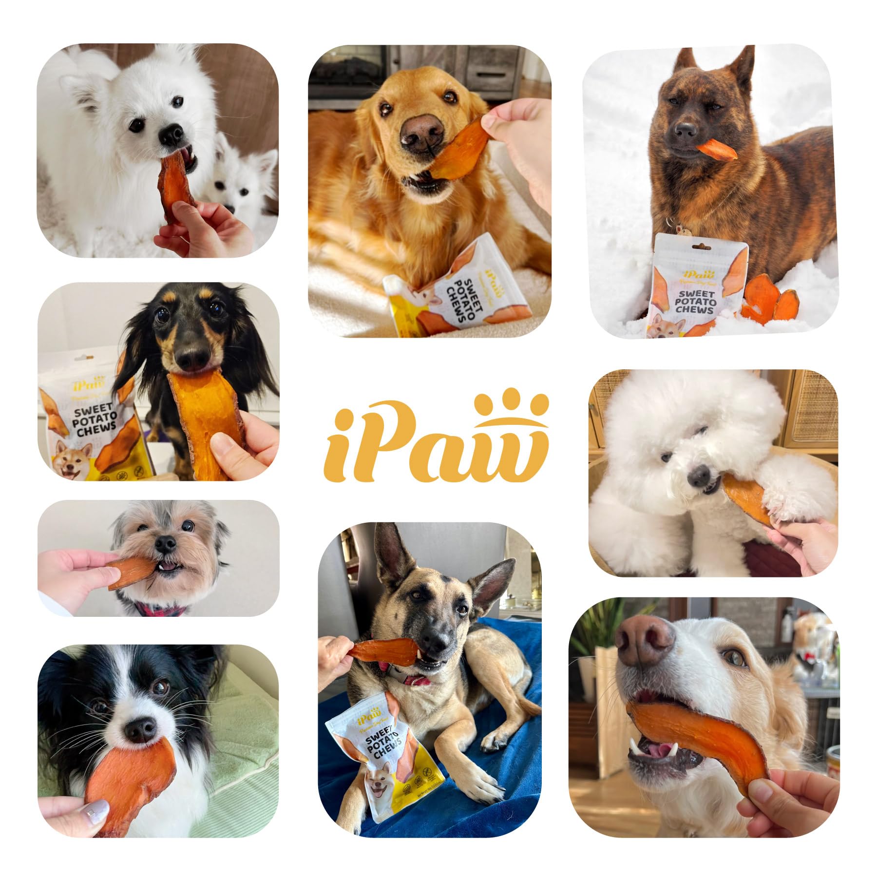 iPaw friandises en cuisine, démontrant usage quotidien sûr