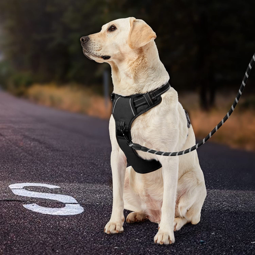 IVY&LANE comparaison taille montrant ajustement précis pour petits chiens