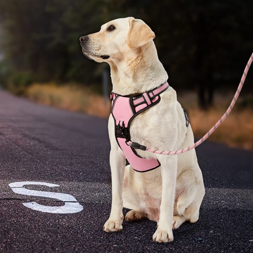 IVY&LANE comparaison taille sur chien moyen pour bon ajustement