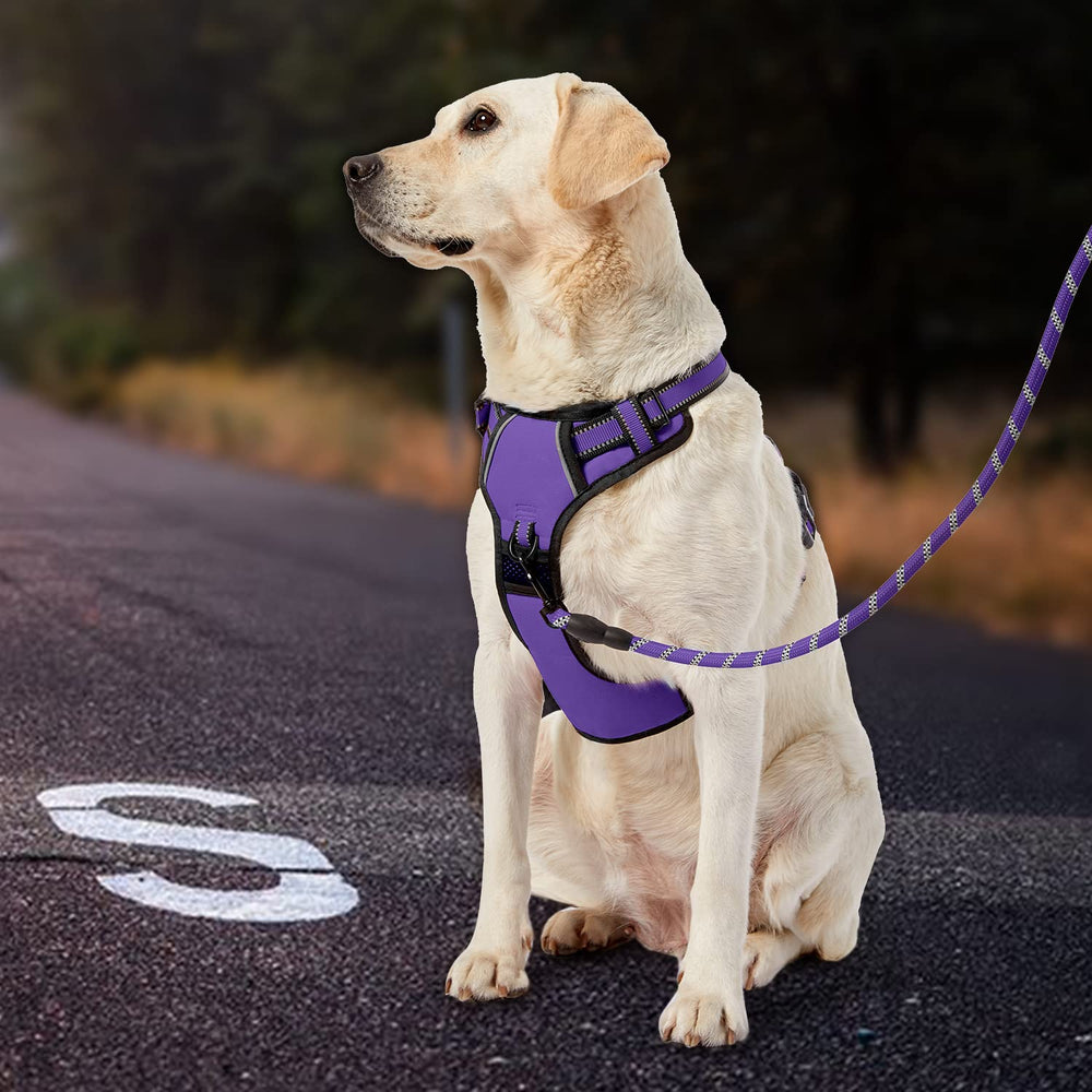 IVY&LANE comparaison taille montrant l'ajustement sur un petit chien