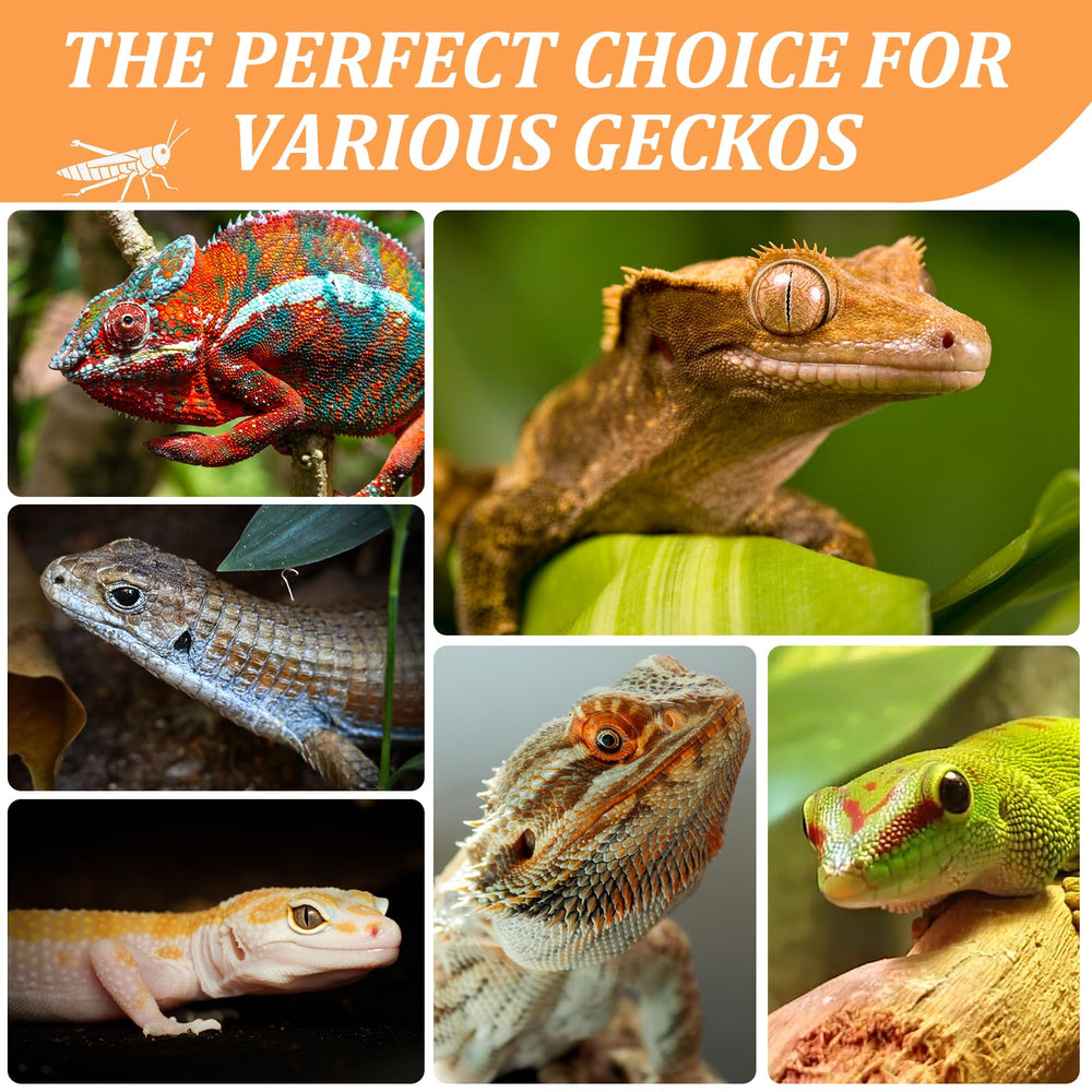 JADINGSFARM reptile mangeant grillons en conserve pour enrichissement sûr