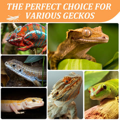 JADINGSFARM reptile mangeant grillons en conserve pour enrichissement sûr