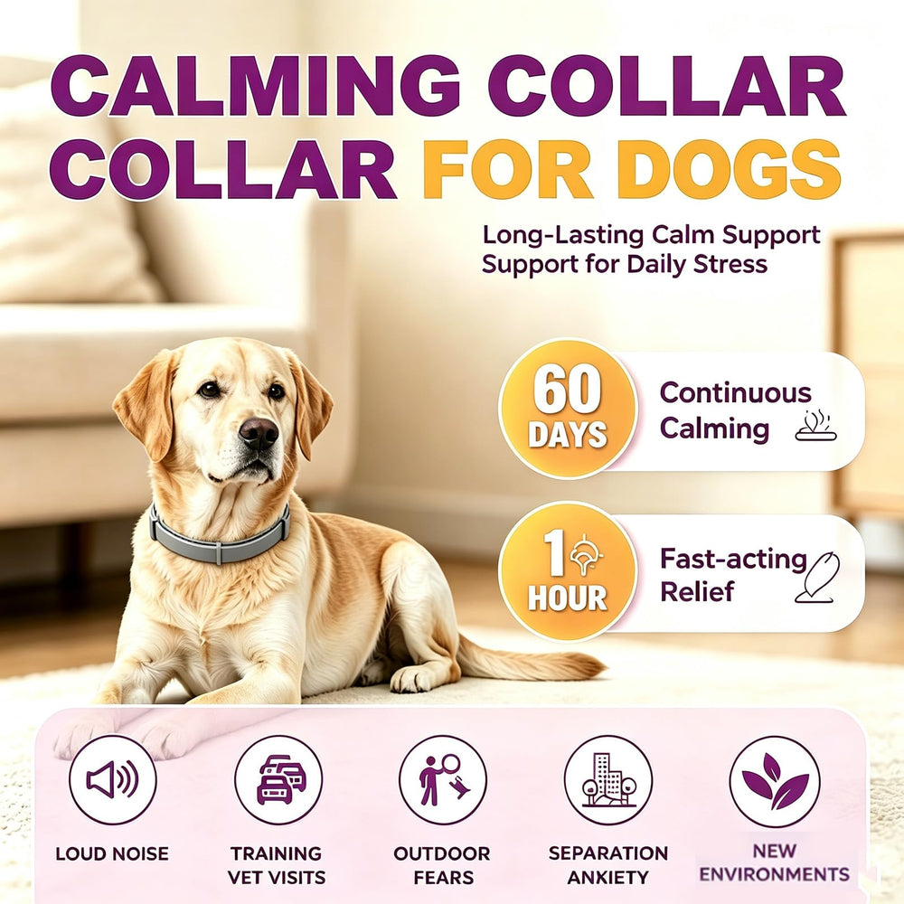 JahyShow collier porté par un chien calme montrant réduction du stress en promenade