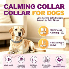 JahyShow collier porté par un chien calme montrant réduction du stress en promenade