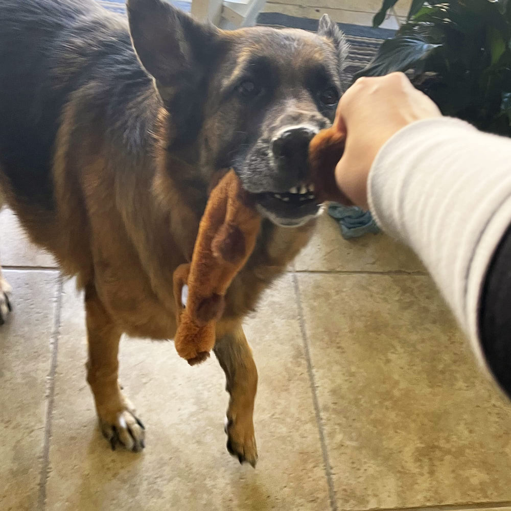 Jalousie comparaison taille avec chien moyen pour évaluer l’échelle