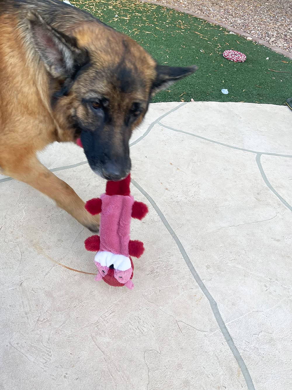 Jalousie vue de face du castor et de la loutre attractifs et colorés