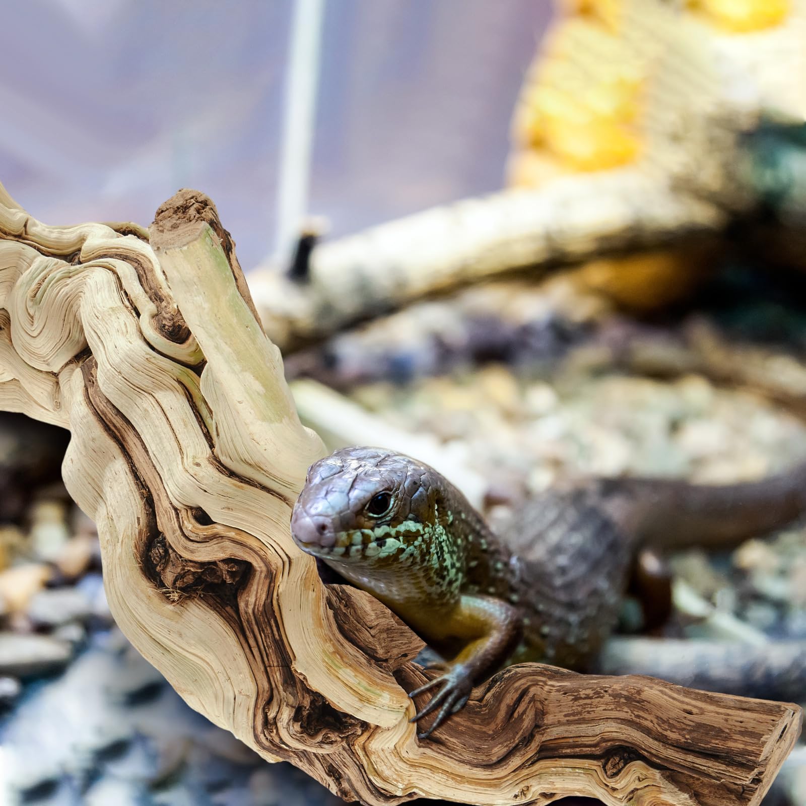 Janinka branche comparée à une main démontrant taille 18–20" utile pour petits terrariums