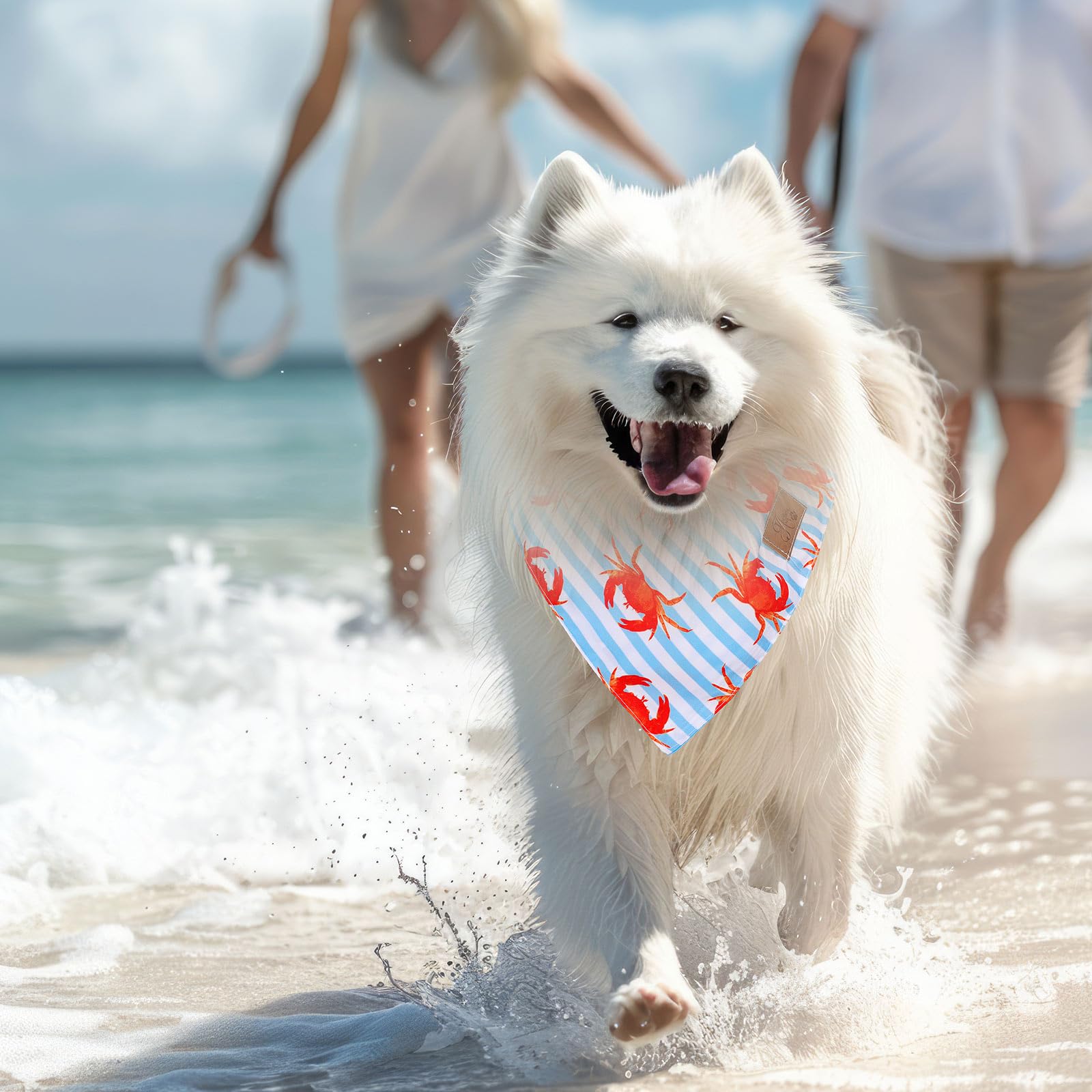JarThenaAMCS scène lifestyle plage, look hawaïen photo-friendly pour animal