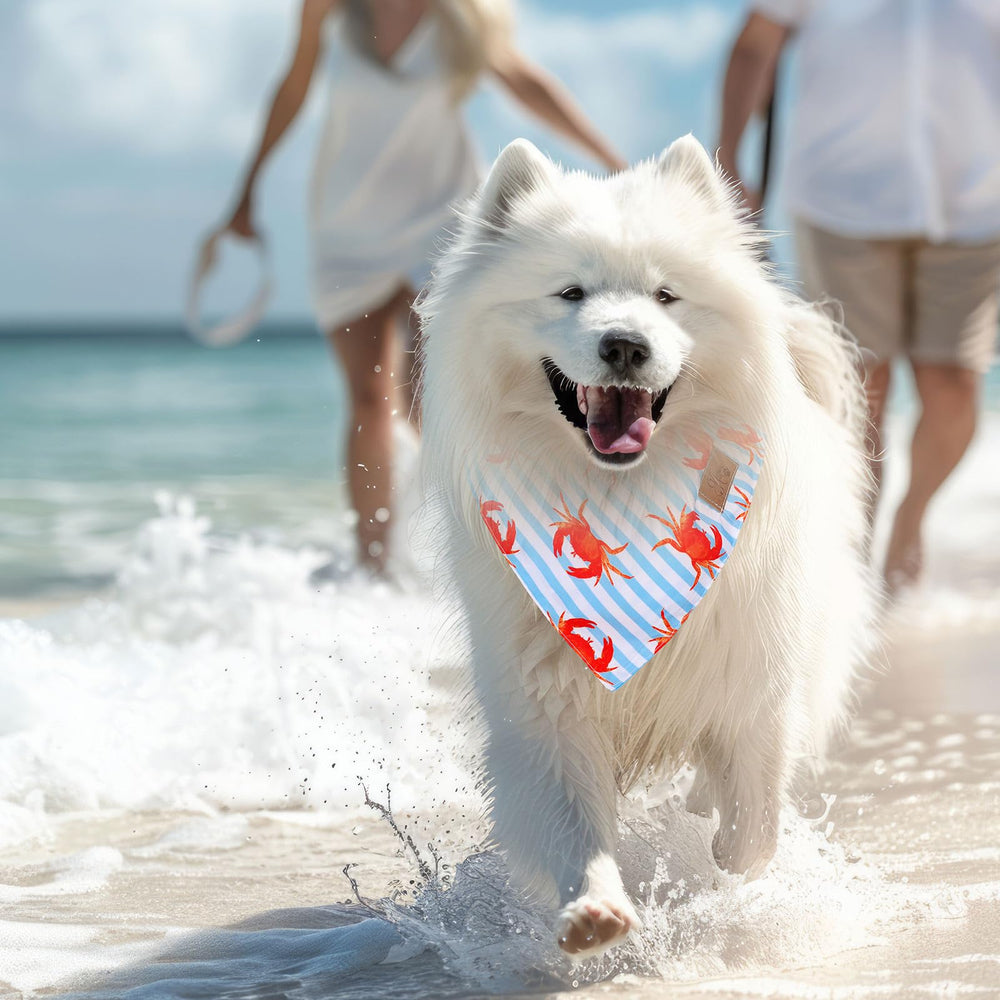 JarThenaAMCS scène lifestyle plage, look hawaïen photo-friendly pour animal