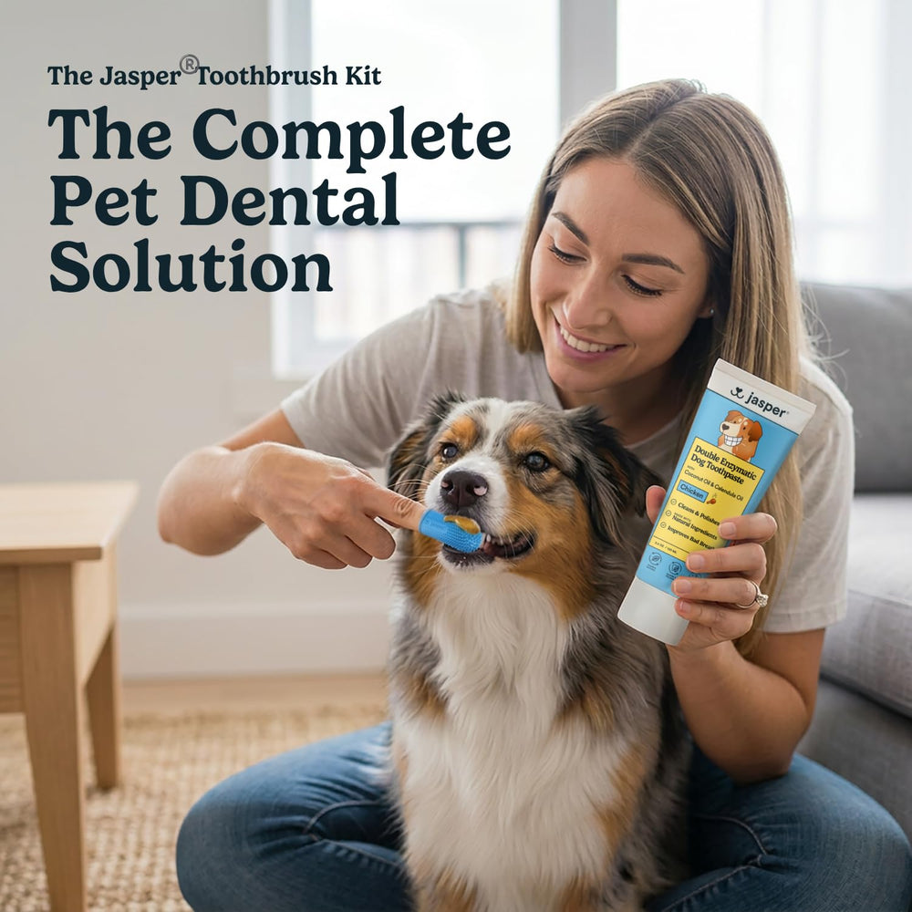Jasper dentifrice poulet gros plan montrant texture appétente et attractivité
