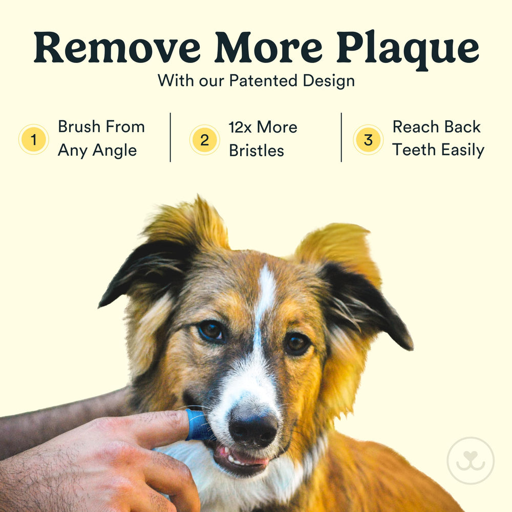 Jasper gros plan des poils en silicone doux pour nettoyage efficace