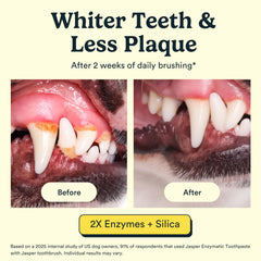 Jasper texture du dentifrice montrant consistance enzymatique