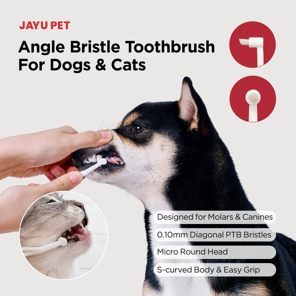 JAYU PET angle diagonal des brins guidant le long de la gencive