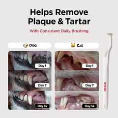 JAYU PET tête compacte 7mm pour nettoyer les dents pointues efficacement