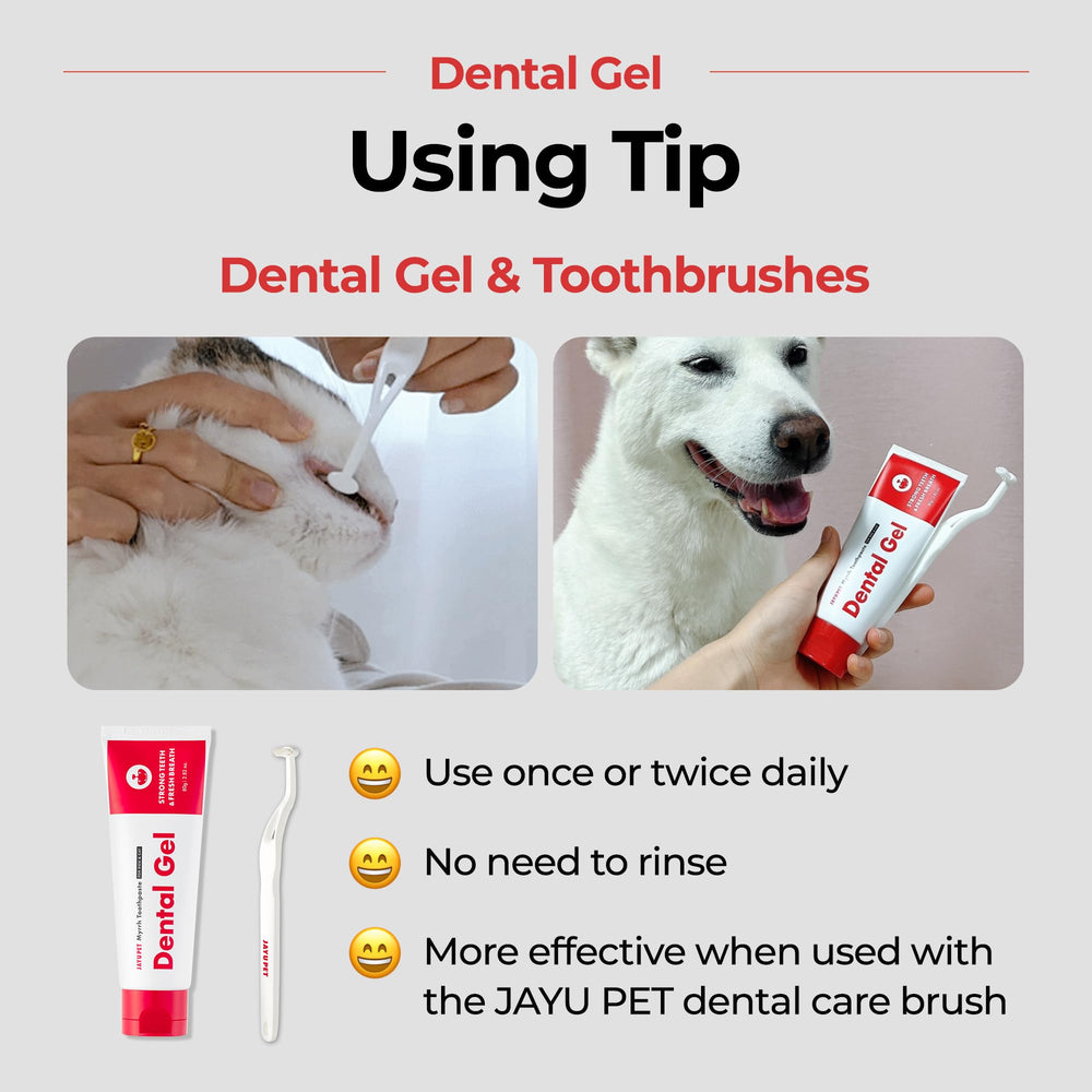 JAYU PET gros plan gencives et dents, aspect nettoyé
