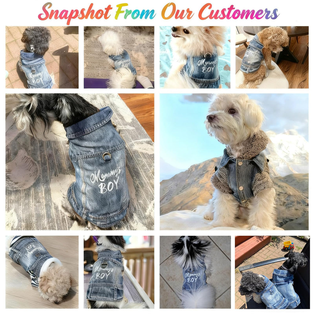 JcDuDoi petit chien portant la veste pour sorties et photos