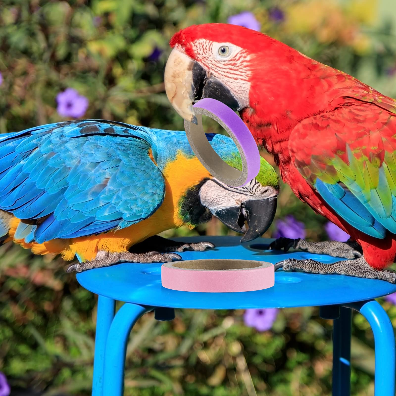Jenaai détail des six couleurs vives attirant l’attention de l’oiseau