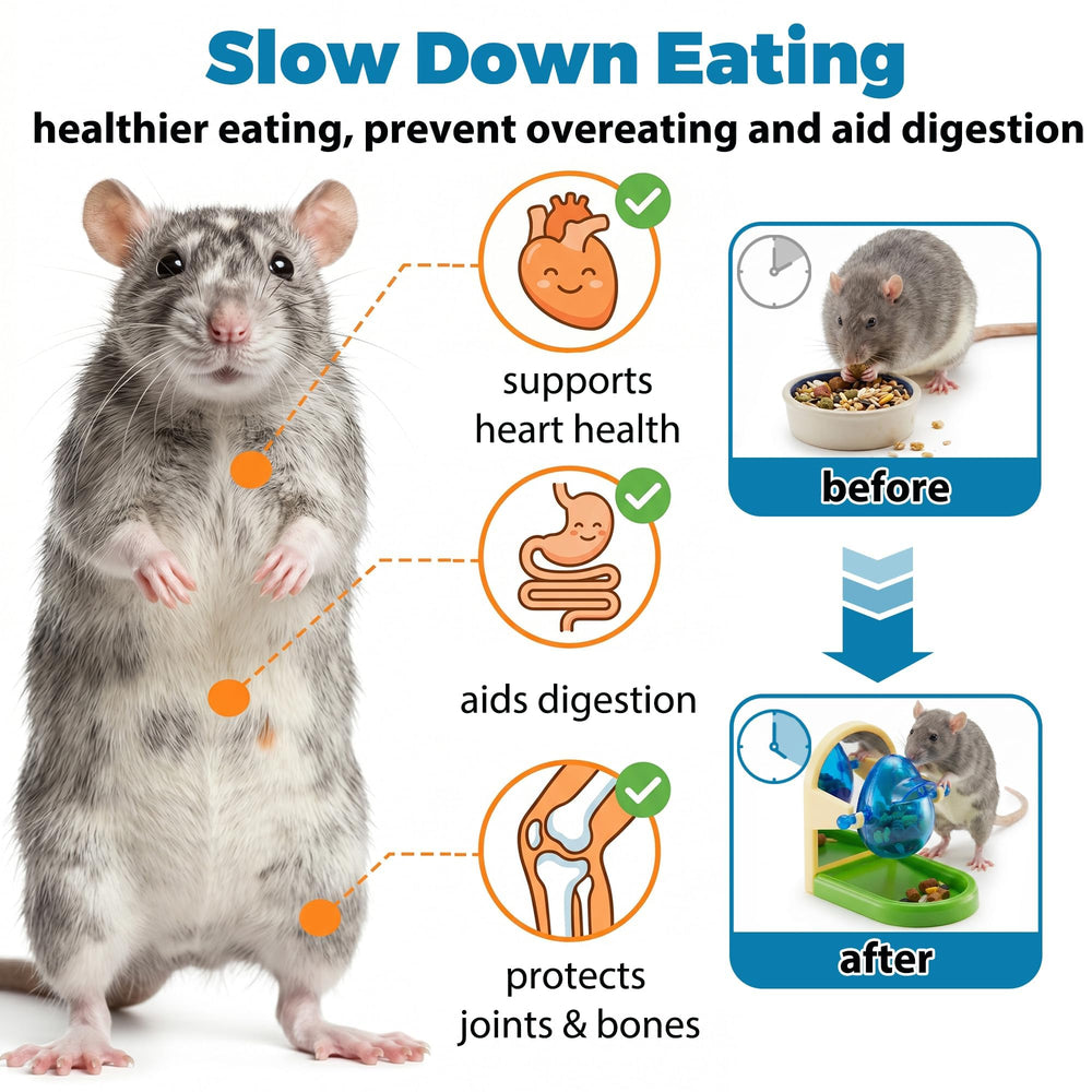 Jevnd rat interagit avec jouet stimulant activité et curiosité