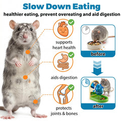 Jevnd rat interagit avec jouet stimulant activité et curiosité