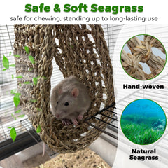 Jevnd tapis installé dans cage avec rats explorant et jouant