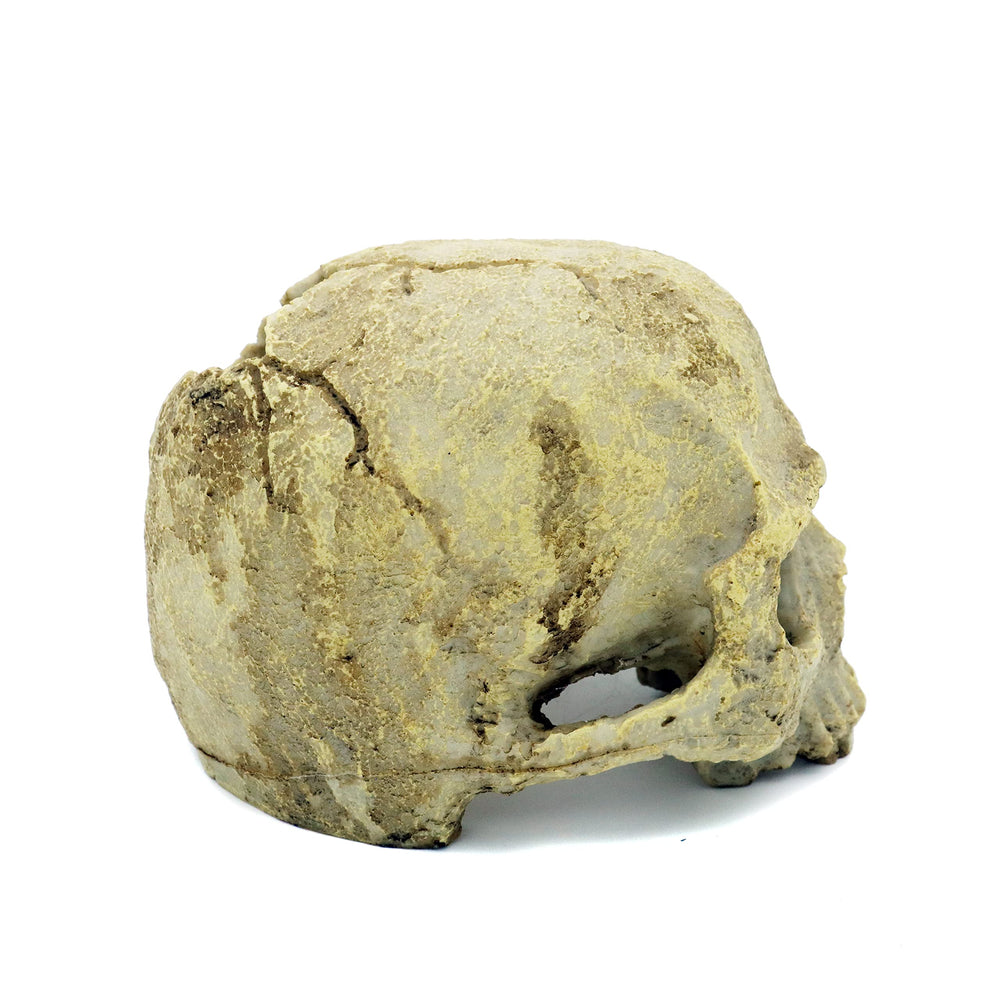 JIHAQUA crâne à l’échelle montrant dimensions 5,3" x 4" x 3,7" pour ajustement