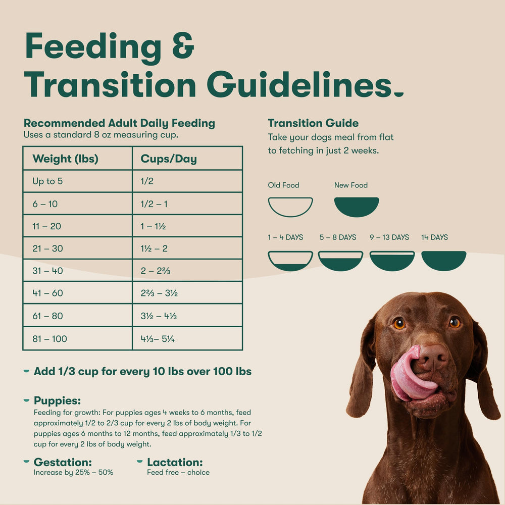 Jinx style de vie chien heureux à la maison avec nutrition