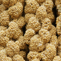 Jmxu's gros plan sur les grains de millet révélant la texture appétente