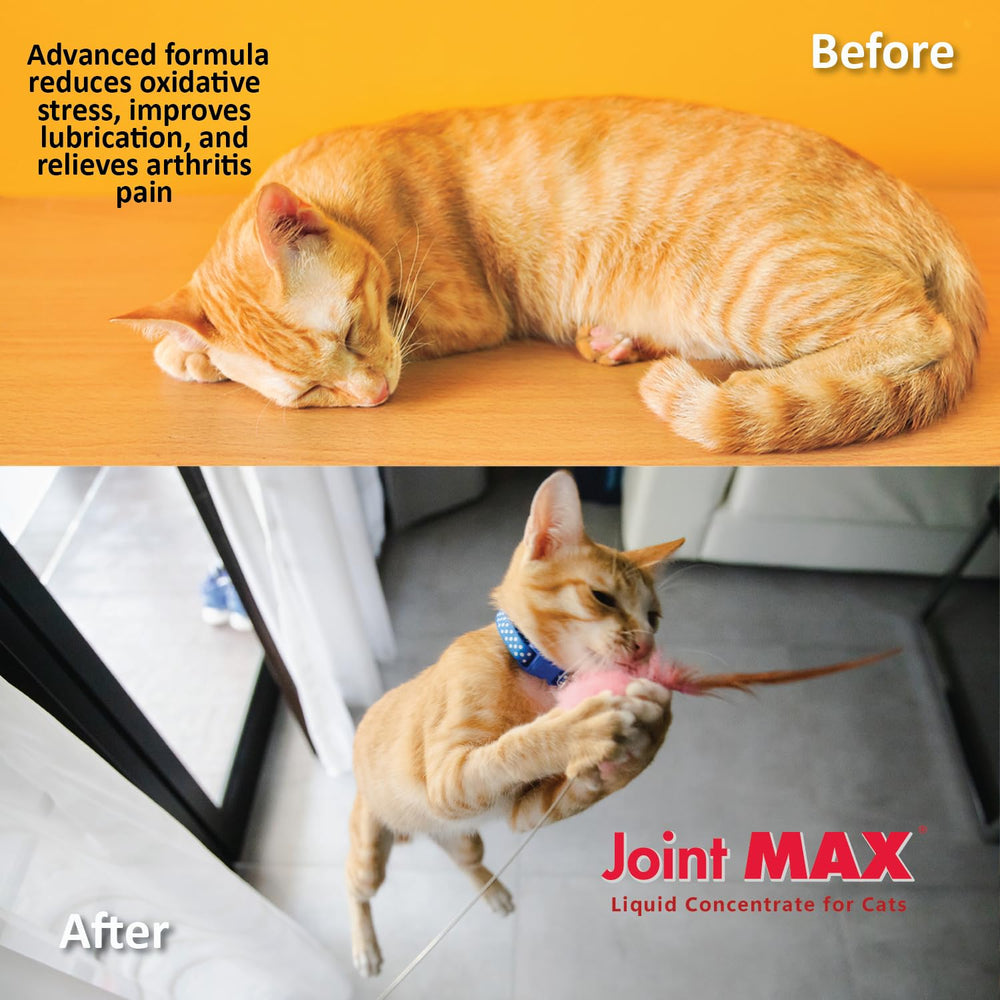 Joint Max ingrédients clé en gros plan pour transparence produit