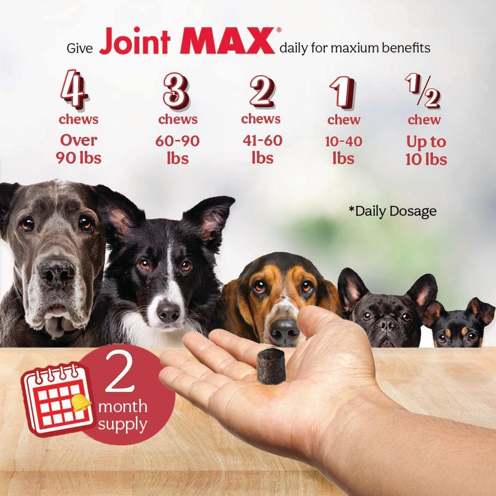 Chien joueur au parc après Joint Max TS mobilité et confort accrus