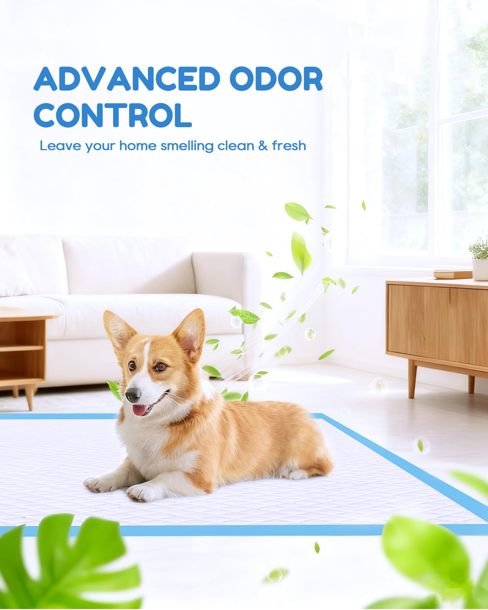 Jolly Care chiot assis sur tapis gardant pattes et ventre au sec