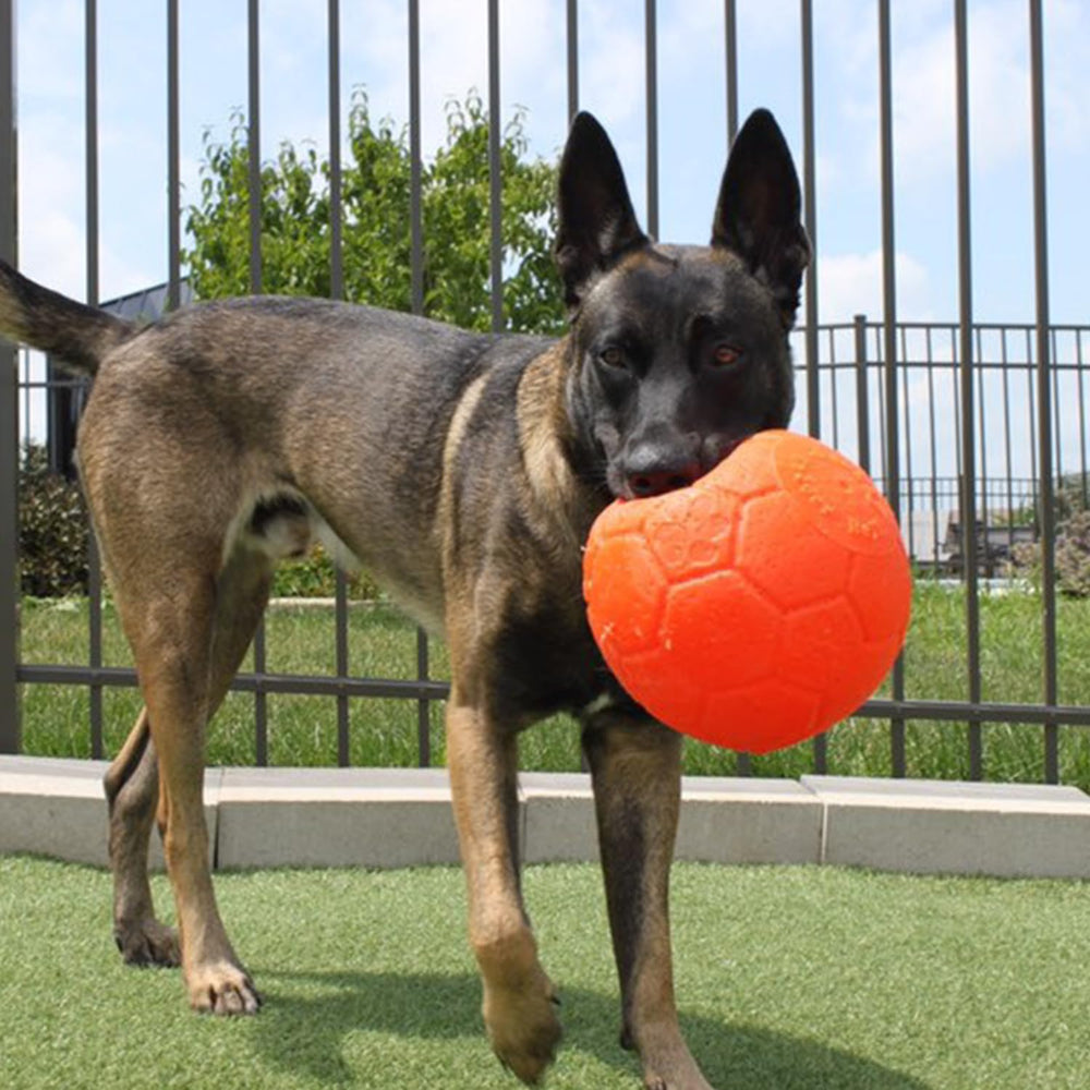 Jolly Pets scène familiale au parc montrant jeu collectif et dépense physique canine