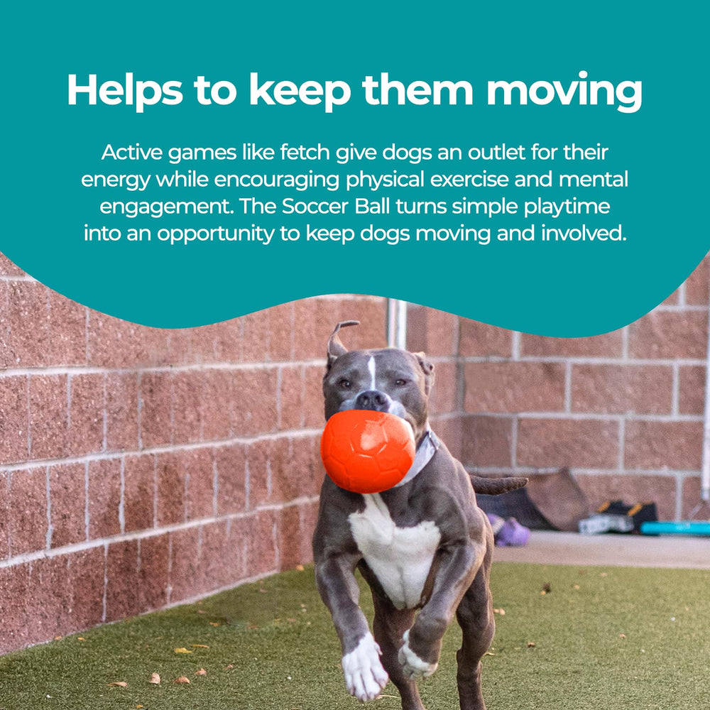 Jolly Pets chien attrapant le ballon, stimulation du jeu actif