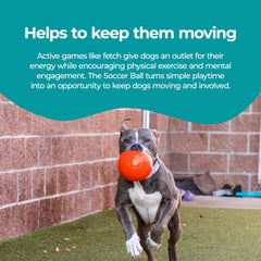 Jolly Pets chien attrapant le ballon, stimulation du jeu actif
