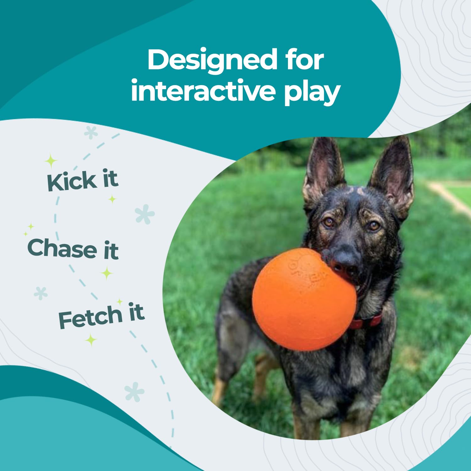 Jolly Pets chien courant avec balle montrant excitation