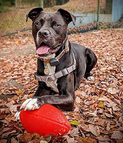 Jolly Pets football chien attrapant en plein vol pour jeu actif