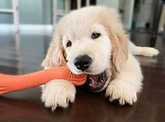 Jolly Pets Jolly Bone creux rempli de friandises pour stimulation mentale