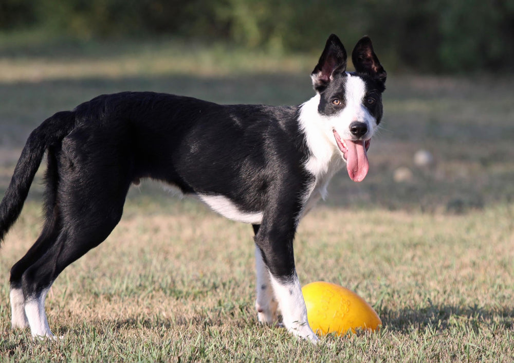 Jolly Pets Jolly Egg tenu en main pour comparaison de taille et convenance moyenne