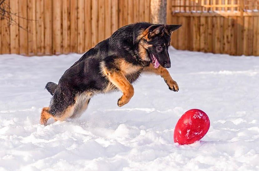 Jolly Pets Jolly Egg flottant sur l'eau facilitant le rapport et les jeux aquatiques