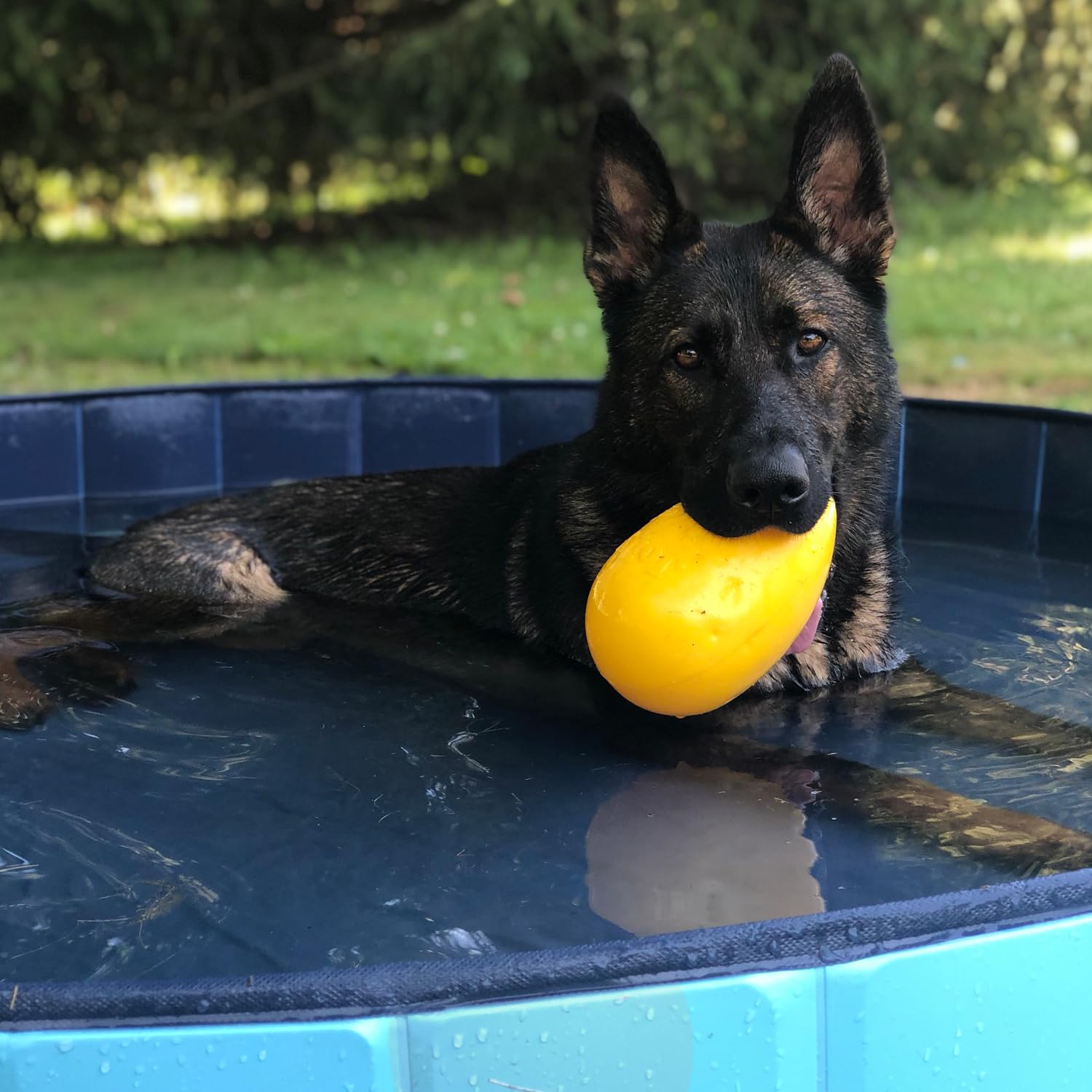 Jolly Pets Jolly Egg en contexte domestique encourage jeu supervisé