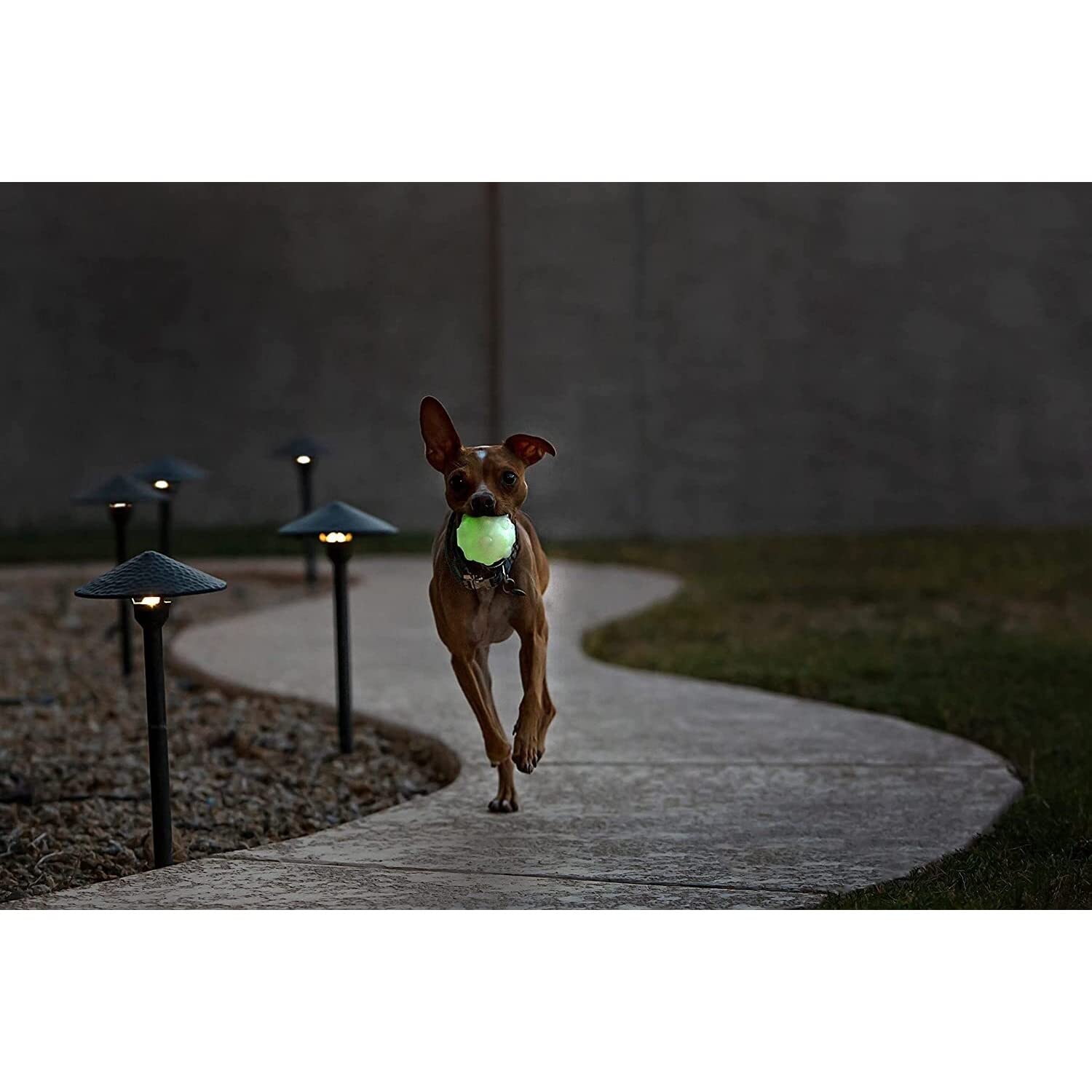 Jolly Pets Jolly Jumper gros plan sur picots offrant massage des gencives