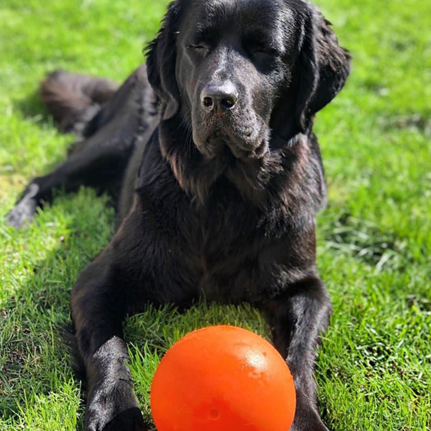 Jolly Pets balle en parc illustrant jeux en extérieur