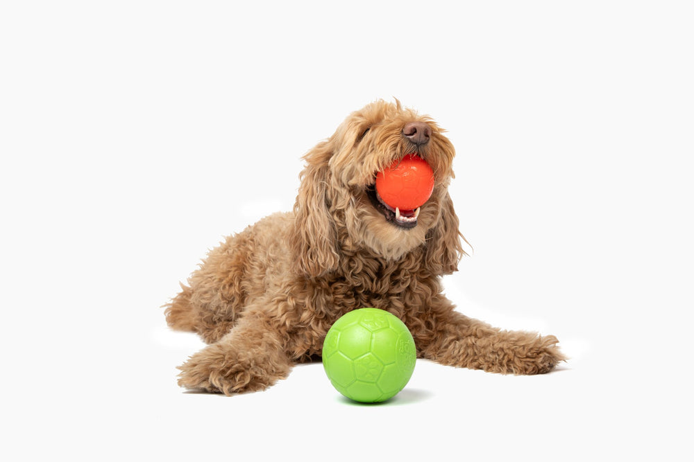 Jolly Pets chiot jouant avec le ballon en extérieur pour activité physique