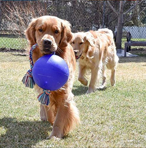 Jolly Pets gros plan sur texture de la balle montrant matériau résistant et sécurité
