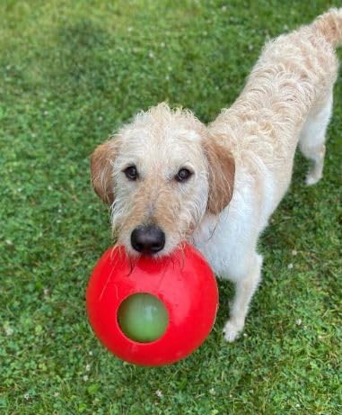Jolly Pets Teaser Ball en usage dans le jardin avec chien, favorise activité physique