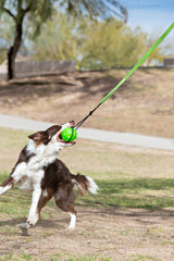 Jolly Pets Tree Tugger gros plan bungee et attache pour durabilité