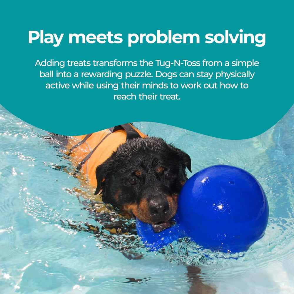 Jolly Pets balle en jeu avec un petit chien stimulant l'activité