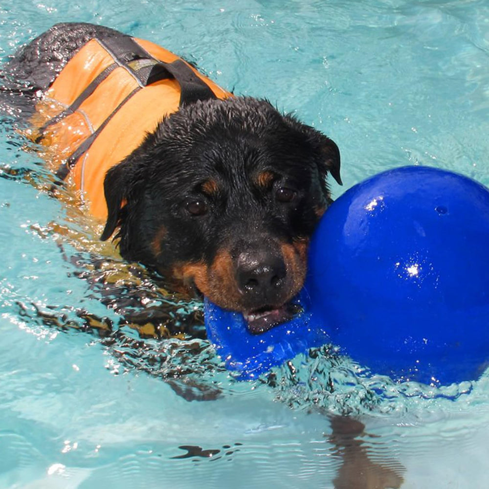 Jolly Pets chien jouant avec la balle montrant plaisir et robustesse