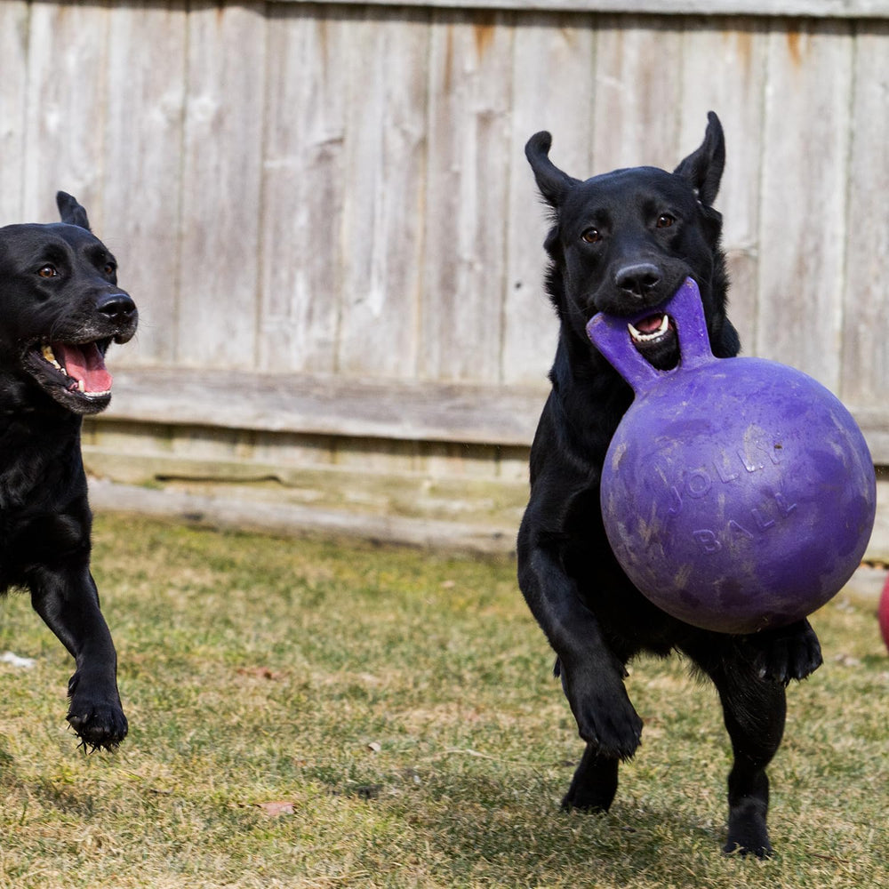 Jolly Pets chien saisissant la balle pour exercice actif
