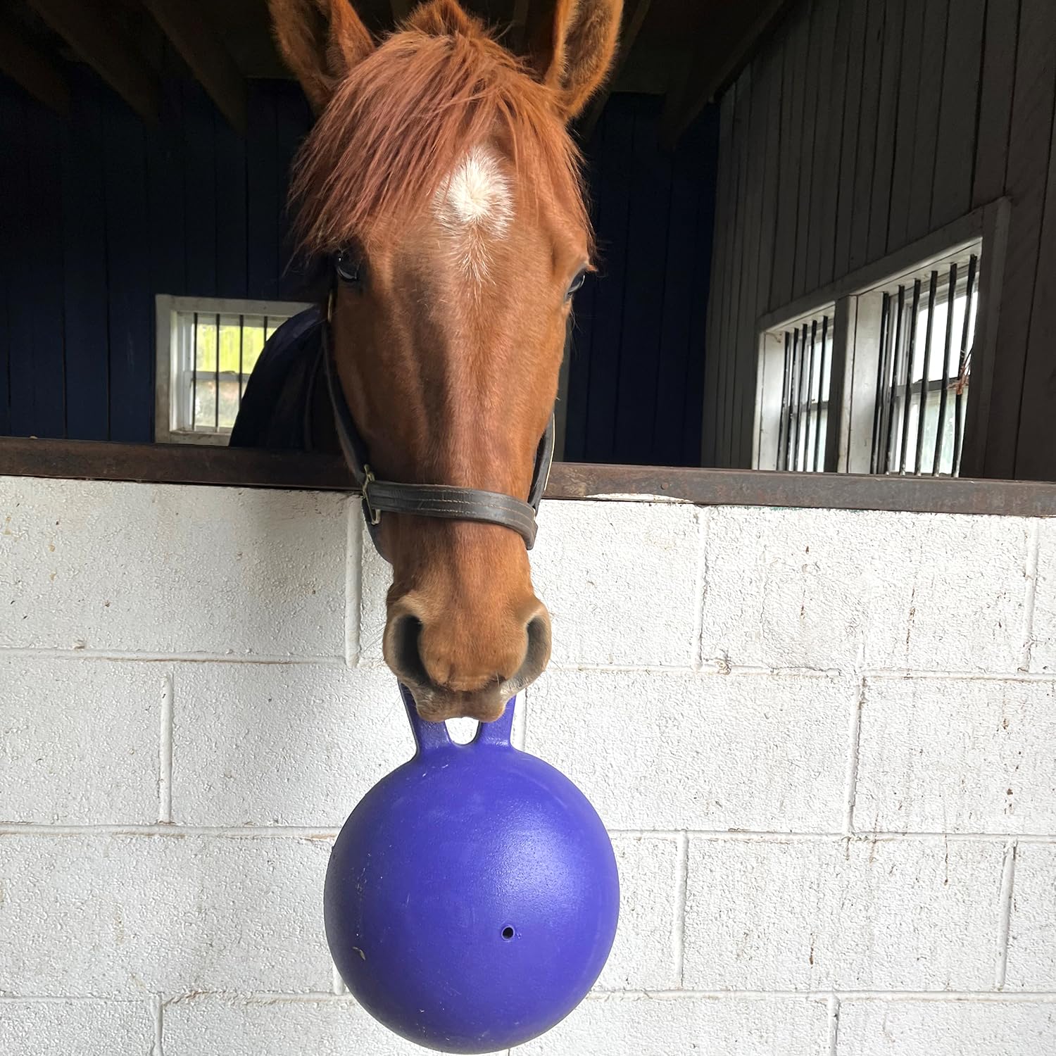Jolly Pets chien joueur tirant la balle en extérieur pour démontrer activité et robustesse
