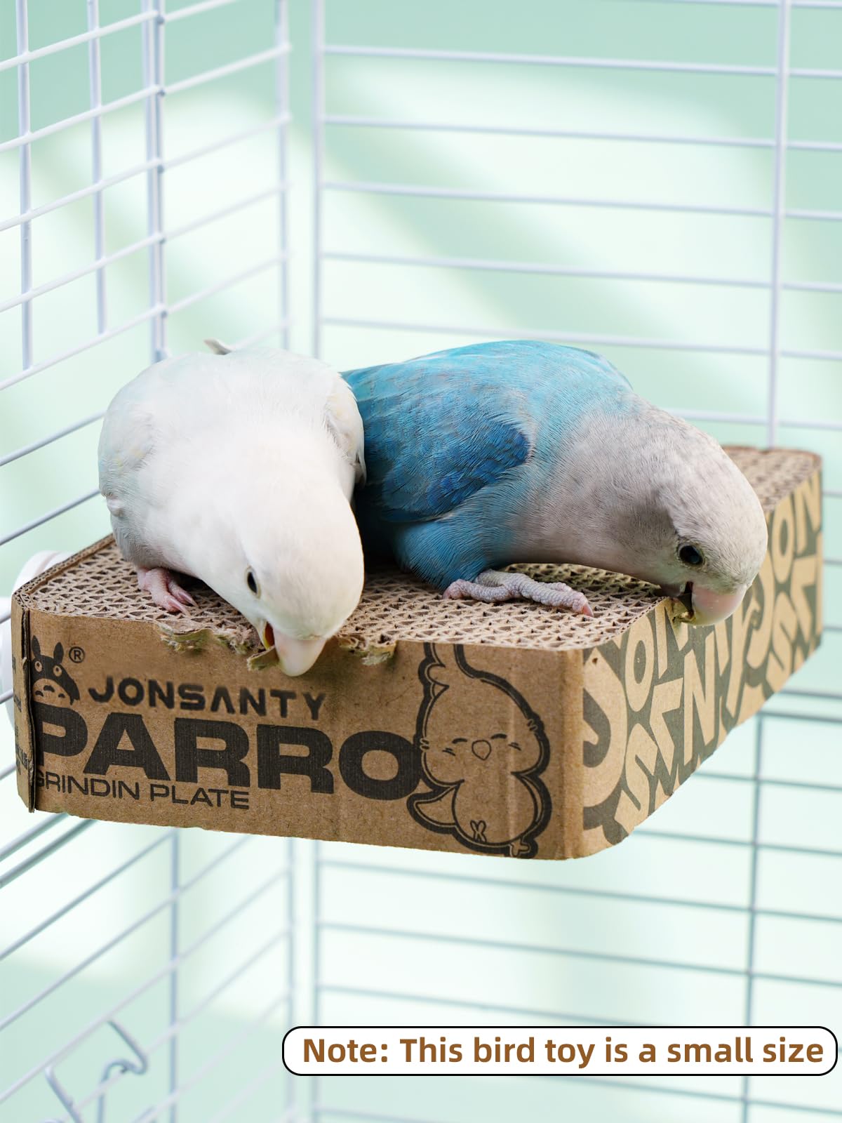 JONS NTY comparaison de taille montrant échelle pour petits oiseaux